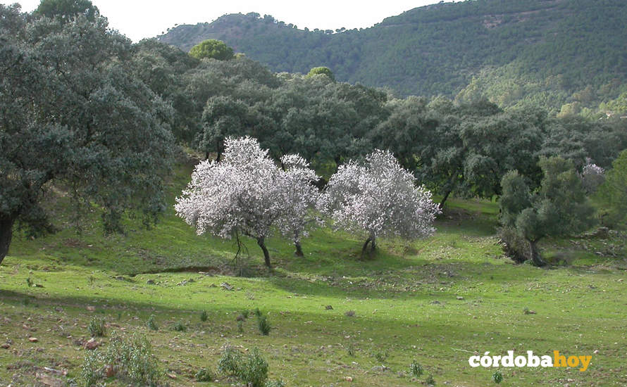 Coto Las Monteras en Córdoba