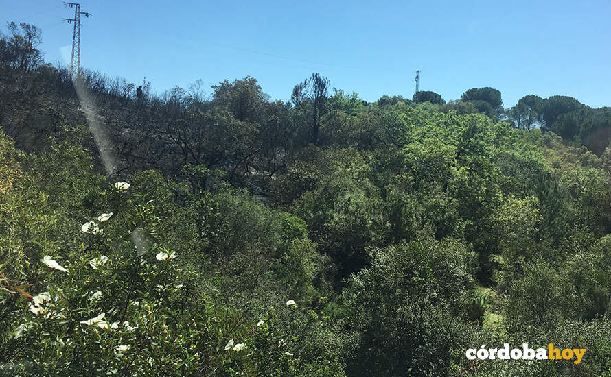 Conato de incendio en Las Jaras de Córdoba FOTO CORDOBAFIRE