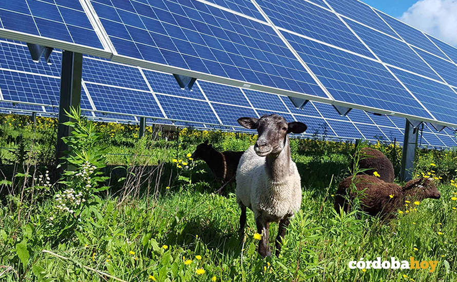 El proyecto fotovoltaico contará con ganado bovino integrado en las labores de mantenimiento