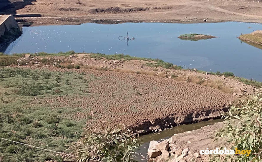 Los puntos blancos en el agua de Sierra Boyera son cadáveres de peces