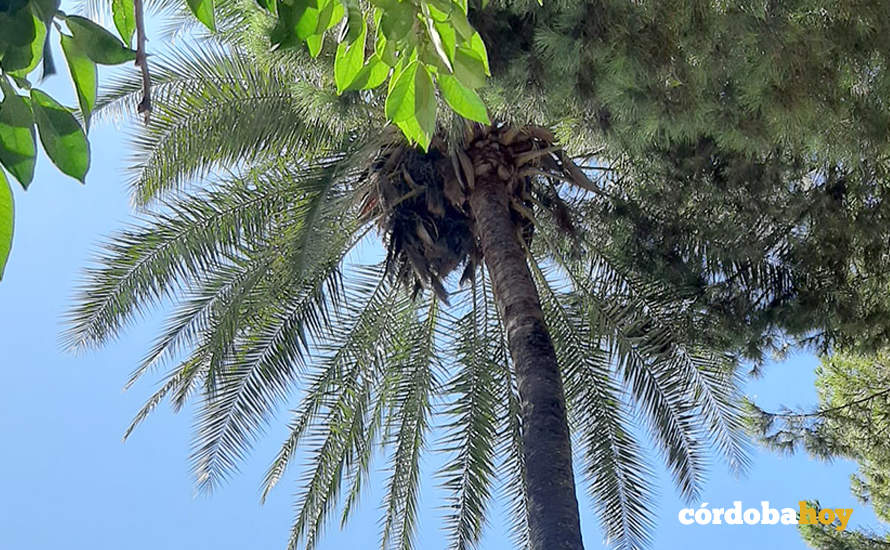 Palmera con nido de cotorras en Avenida de Vallellano