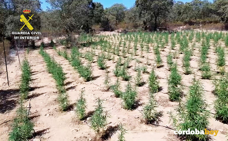 Olantación de marihuana en Villaviciosa de Córdoba