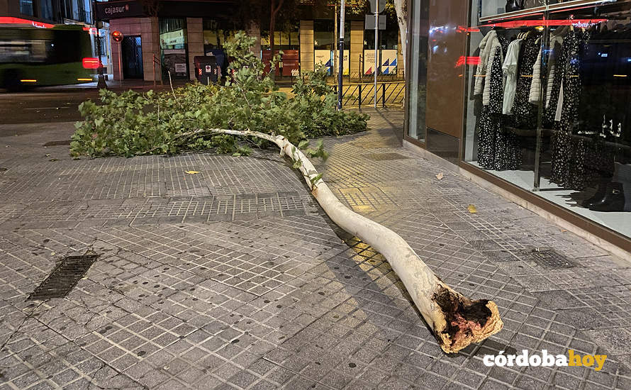 Rama gigantesca caída en el Bulevar Gran Capitán esta misma tarde-noche