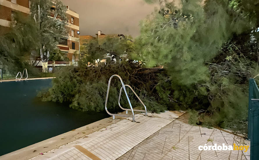Pino derribado en una piscina privada