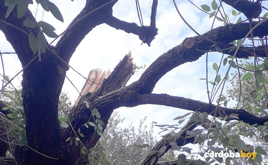 Detalle de los daños en la eritrina de los Jardines de Orive por la borrasca
