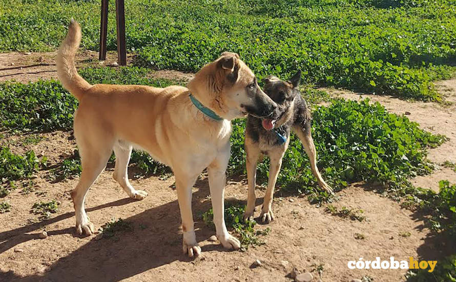 Perros en el Centro de Sanidad y Bienestar Animal (SBA) de la empresa municipal de Saneamientos de Córdoba (Sadeco)