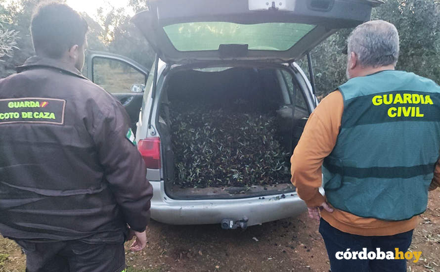 Uno de los vehículos utilizados para cargar la aceituna robada