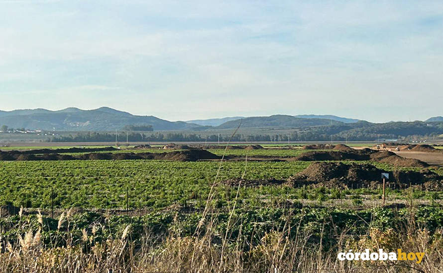 Obras en La Rinconada para la Base Logística