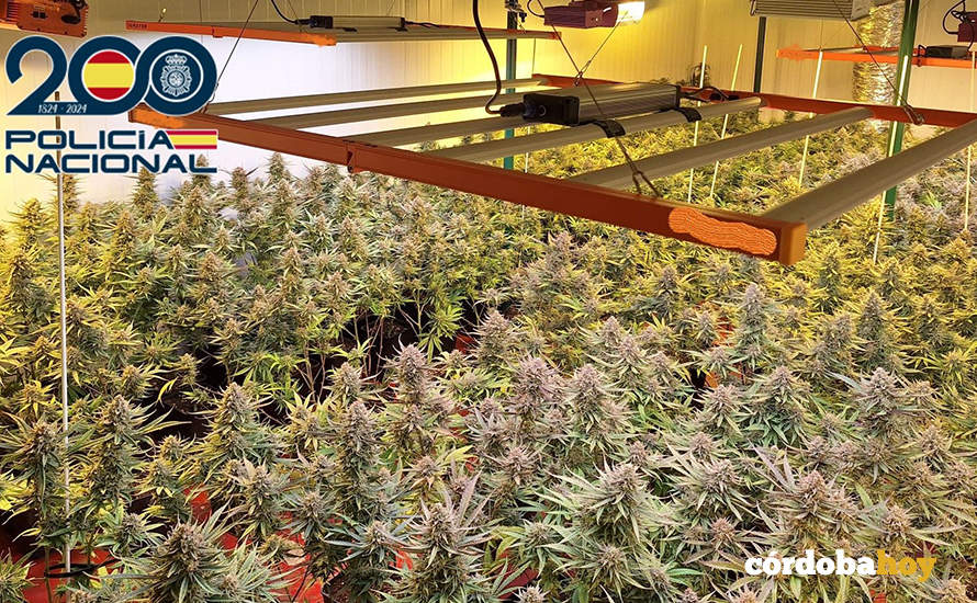 Plantas de marihuana en una nave del polígono de La Torrecilla