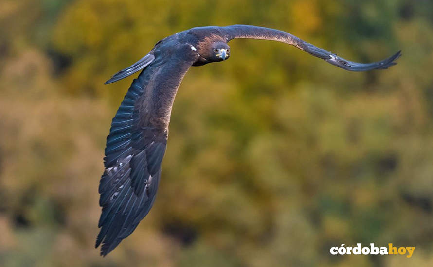 Fotograma de la película documental Iberia, naturaleza infinita