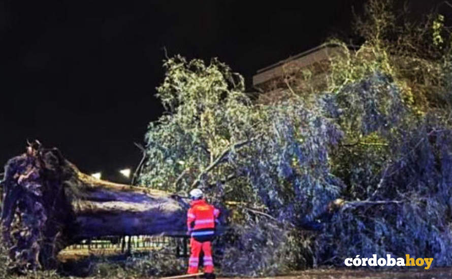 Árbol caído por el temporal FOTO CÓRDOBAFIRE