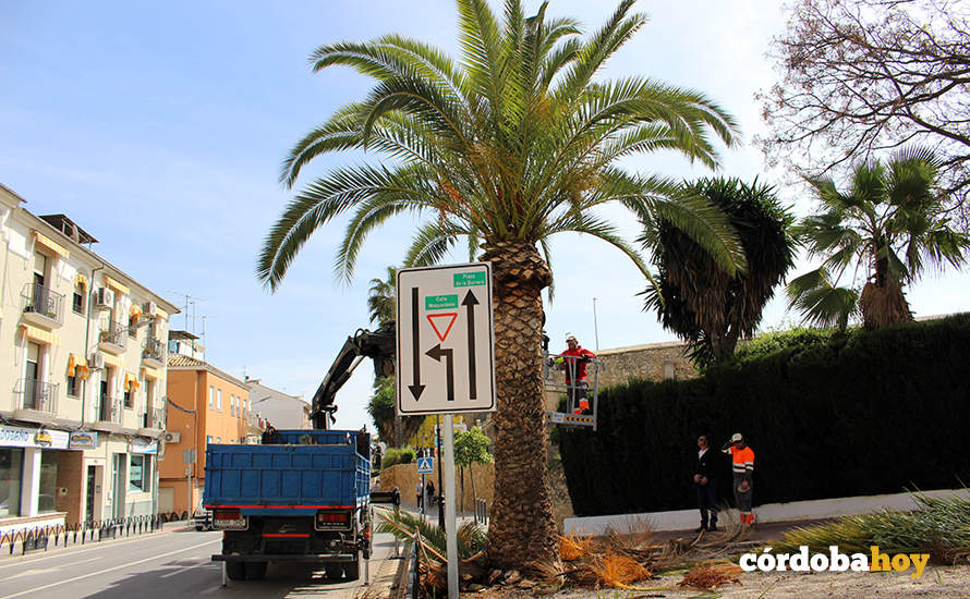 Reposición de seis palmeras en los jardines que dan acceso a la parroquia de El Carmen de Lucena