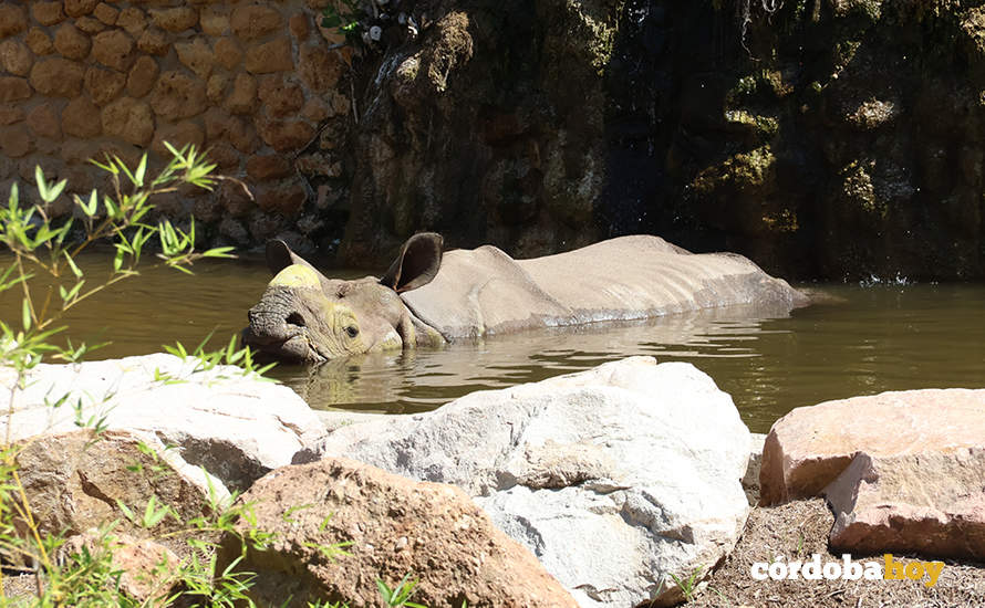 El rinoceronte del Zoo dándose un chapuzón FOTO RAFA MELLADO SENIOR