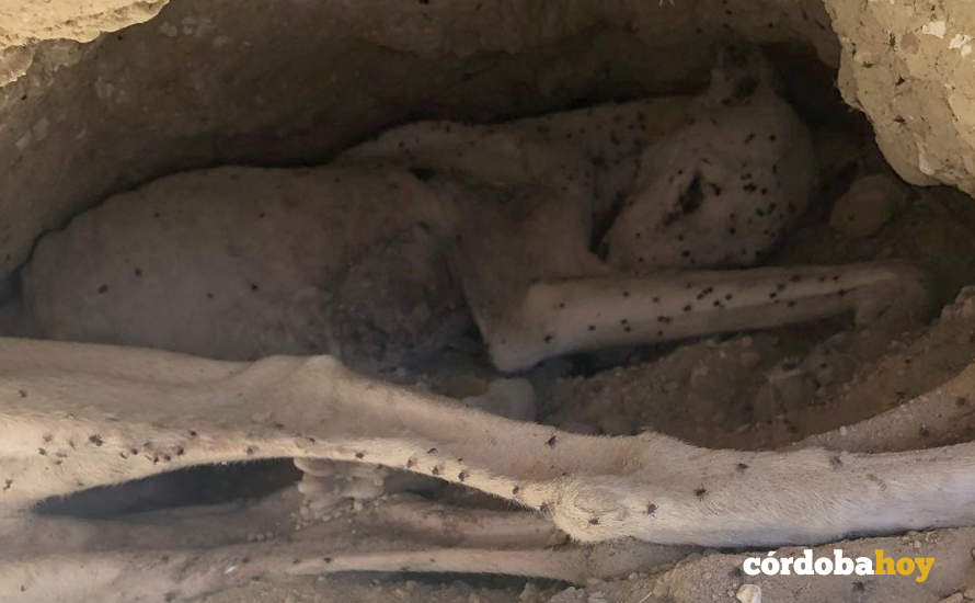El galgo muerto de hambre y sed pr abandono en una finca de La Rambla FOTO GALGOS DEL SUR