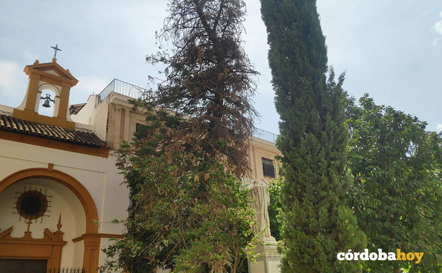 La araucaria de la Plaza de las Capuchinas seca FOTO ANDALUCÍA ENTRE TOD@S