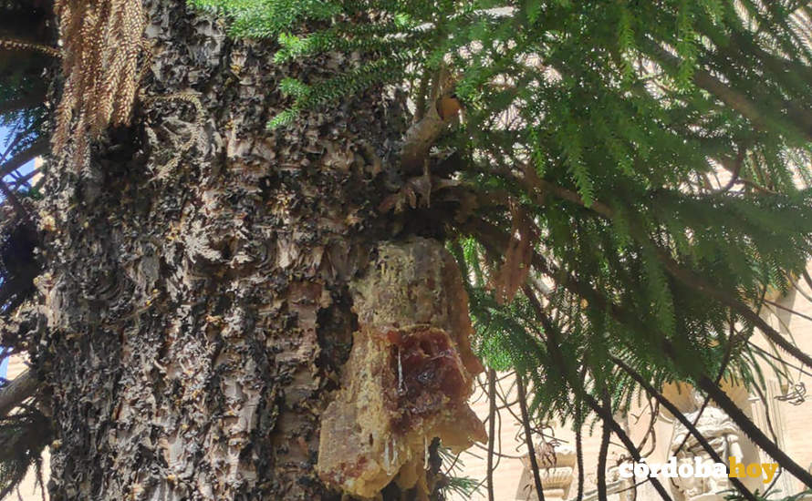 Daños en la araucaria de la Plaza de las Capuchinas seca FOTO ANDALUCÍA ENTRE TOD@S