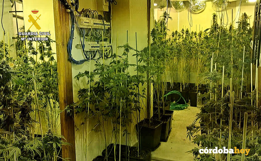 Marihuana localizada por la Guardia Civil en Bujalance FOTO GUARDIA CIVIL