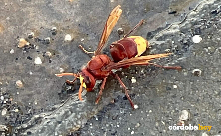 Vespa Orientalis en Andalucía FOTO COAG