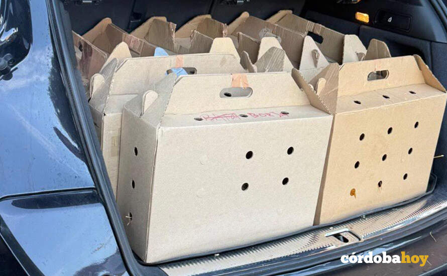 Cajas donde estaban los gallos de pelea dentro del vehículo interceptado por la Policía Local FOTO POLICÍA LOCAL