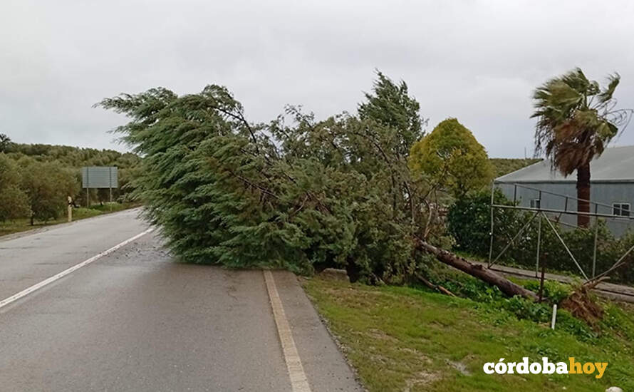 Corte parcial de la A-379, en Santaella, por caída de un árbol sobre la calzada FOTO JUNTA DE ANDALUCÍA