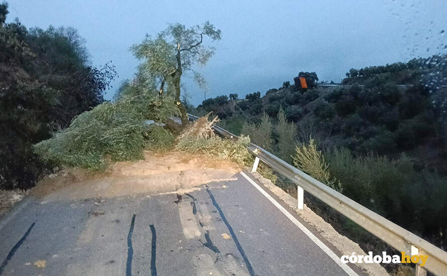 La CO-6213 cortada por caída de un árbol FOTO DIPUTACIÓN DE CÓRDOBA