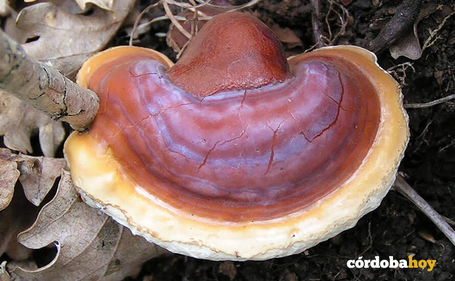El hongo Ganoderma lucidum, tambiñen conocido como 'reishi'