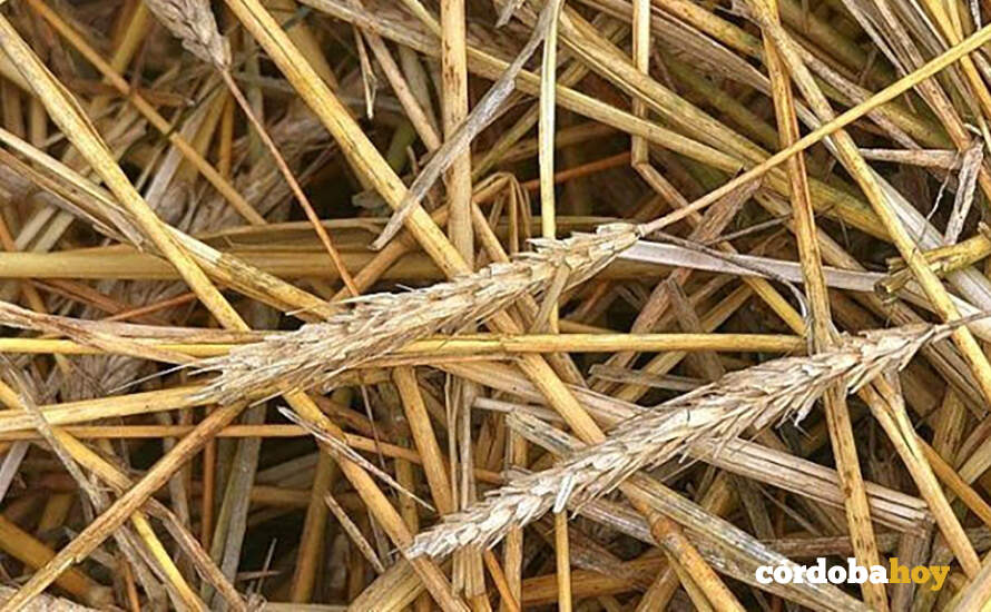 Paja de trigo