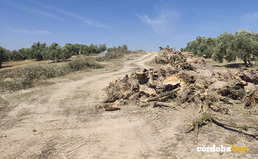 Actuación de desbrozados y de destoconado de olivos para las obras de la ETAP Iznájar- Los Prietos FOTO DIPUTACIÓN DE CÓRDOBA