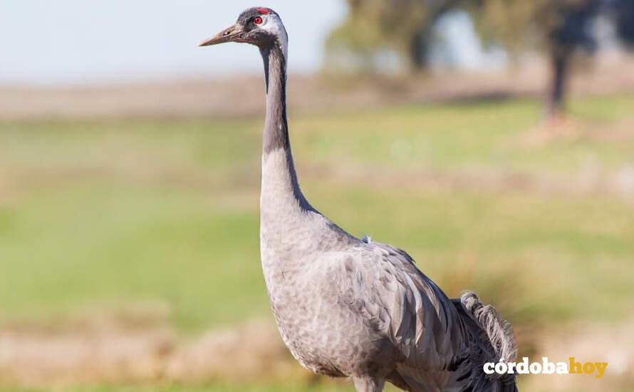 Grulla en una dehesa del Valle de Los Pedroches FOTO ESVERDE COMUNICACIÓN