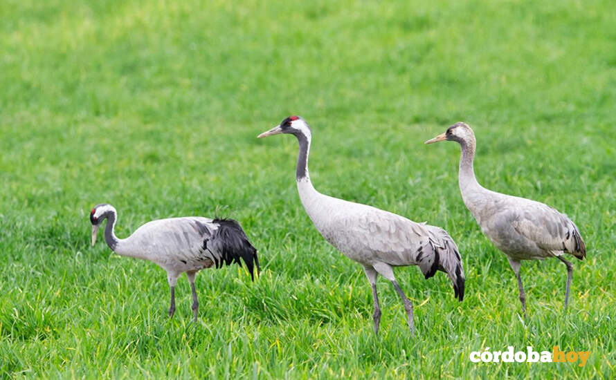 Grullas en una dehesa del Valle de Los Pedroches FOTO ESVERDE COMUNICACIÓN